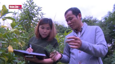 Không có ảnh