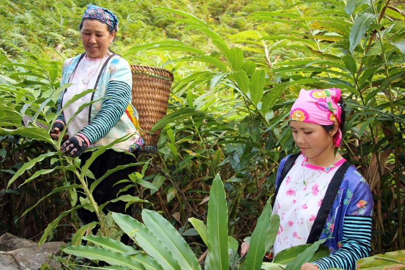 Không có ảnh