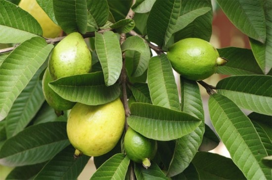 Không có ảnh