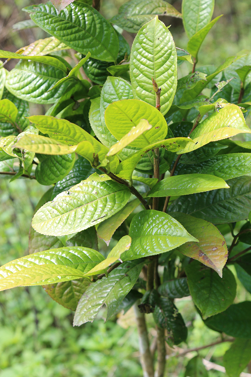 Không có ảnh
