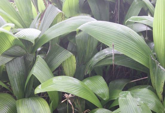 Không có ảnh
