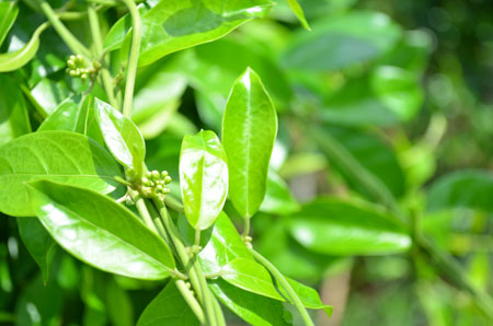 Không có ảnh